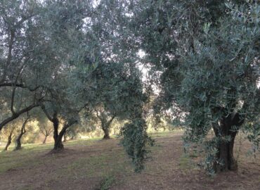 Frantoio Migliozzi - Colline Sidicine - La Fattoria dell'Olio_104