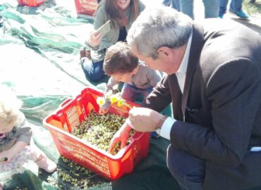 Frantoio Migliozzi - Colline Sidicine - La Fattoria dell'Olio_4