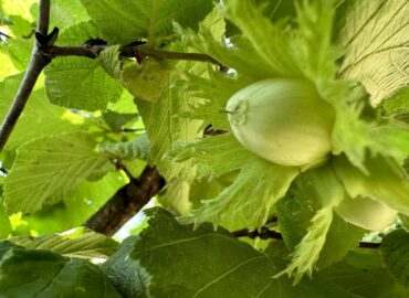 Frantoio Migliozzi - Colline Sidicine - La Fattoria dell'Olio_5