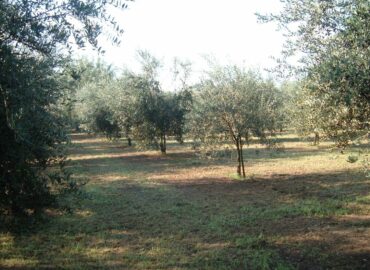 Frantoio Migliozzi - Colline Sidicine - La Fattoria dell'Olio_53