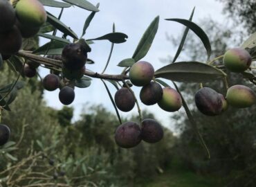 Frantoio Migliozzi - Colline Sidicine - La Fattoria dell'Olio_59