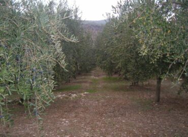 Frantoio Migliozzi - Colline Sidicine - La Fattoria dell'Olio_61