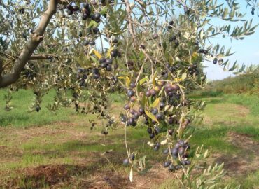 Frantoio Migliozzi - Colline Sidicine - La Fattoria dell'Olio_63