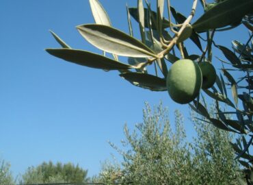 Frantoio Migliozzi - Colline Sidicine - La Fattoria dell'Olio_64