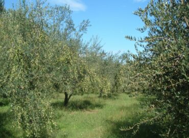 Frantoio Migliozzi - Colline Sidicine - La Fattoria dell'Olio_85