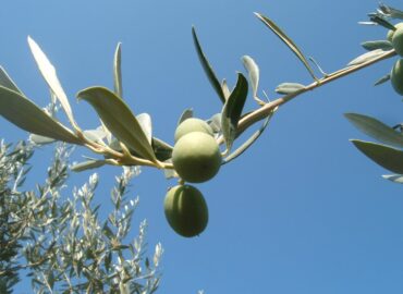 Frantoio Migliozzi - Colline Sidicine - La Fattoria dell'Olio_92